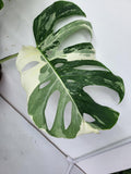 Monstera Variegata Adult