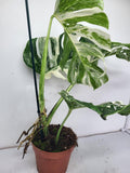 Monstera Variegata Adult