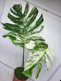 Monstera Variegata Adult