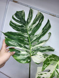 Monstera Variegata Adult