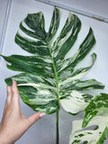 Monstera Variegata Adult