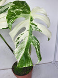 Monstera Variegata Adult