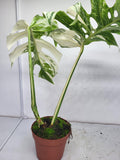 Monstera Variegata Adult