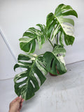 Monstera Variegata Adult