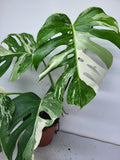 Monstera Variegata Adult