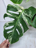 Monstera Variegata Adult