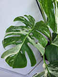 Monstera Variegata Adult