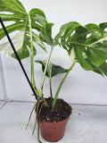 Monstera Variegata Adult