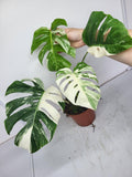 Monstera Variegata Adult