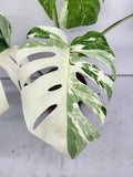 Monstera Variegata Adult