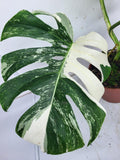 Monstera Variegata Adult