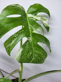 Monstera Variegata Adult