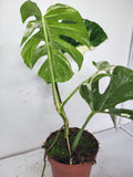 Monstera Variegata Adult