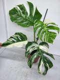 Monstera Variegata Adult