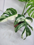 Monstera Variegata Adult