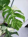 Monstera Variegata Adult