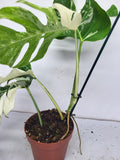 Monstera Variegata Adult