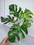 Monstera Variegata Adult