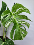 Monstera Variegata Adult