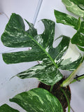 Monstera Variegata Adult