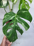 Monstera Variegata Adult