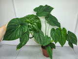 Philodendron Pastazanum