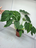 Philodendron Pastazanum