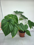 Philodendron Pastazanum