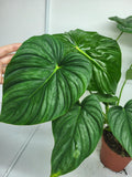 Philodendron Pastazanum