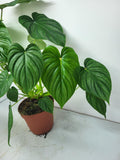 Philodendron Pastazanum