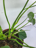 Philodendron Pastazanum