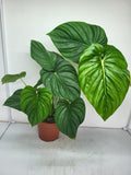 Philodendron Pastazanum