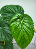 Philodendron Pastazanum