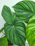 Philodendron Pastazanum