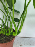 Philodendron Pastazanum