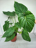 Philodendron Pastazanum