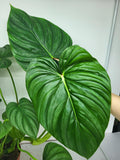 Philodendron Pastazanum