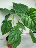 Philodendron Pastazanum