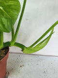 Philodendron Pastazanum