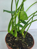 Philodendron Pastazanum