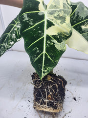 Alocasia Frydek Variegata (Rhizom / Bulbe)