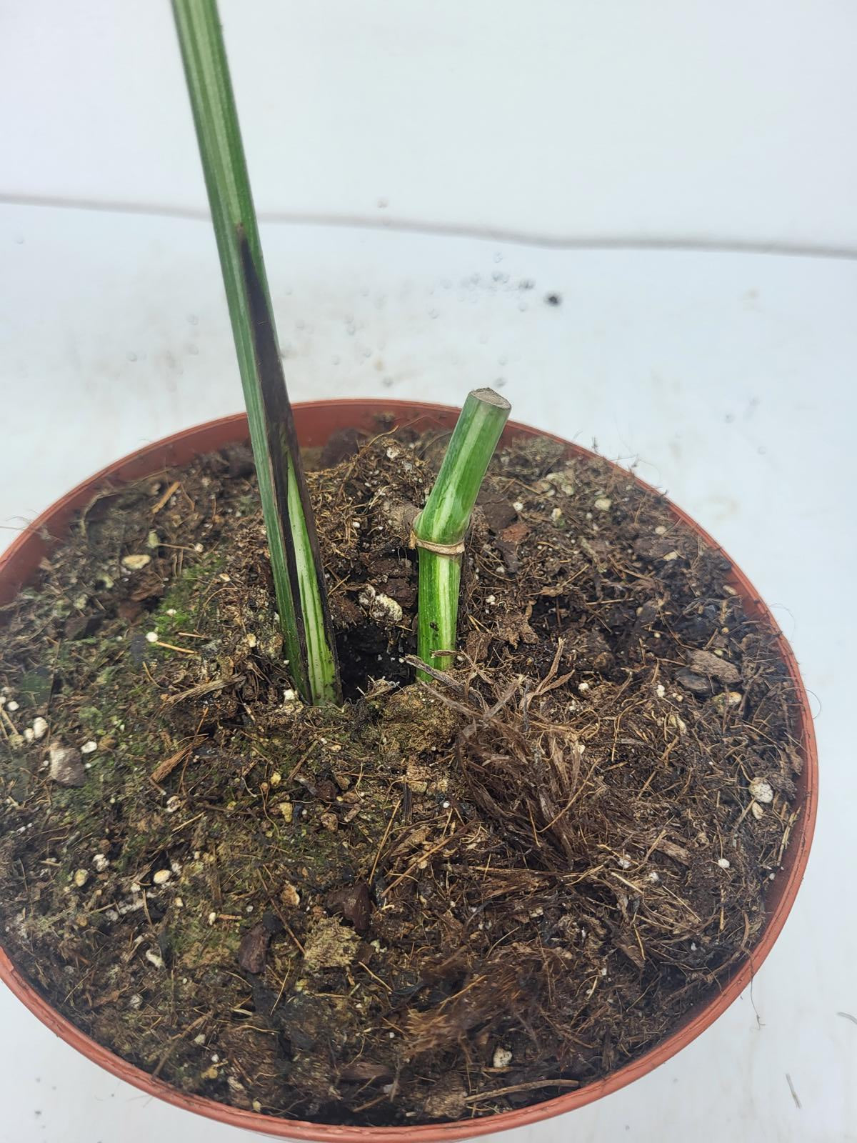 Monstera Variegata Steckling