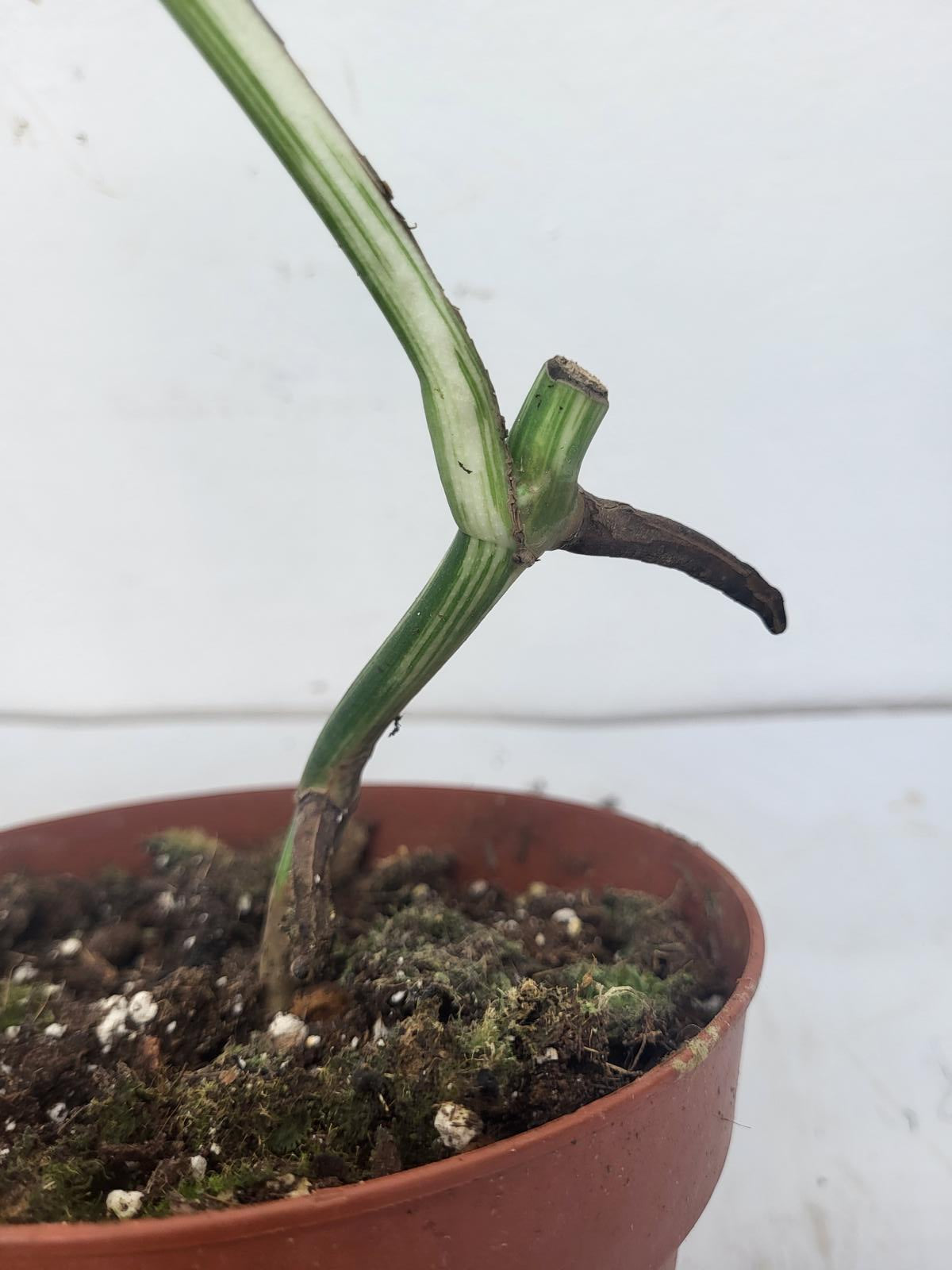 Monstera Variegata Steckling