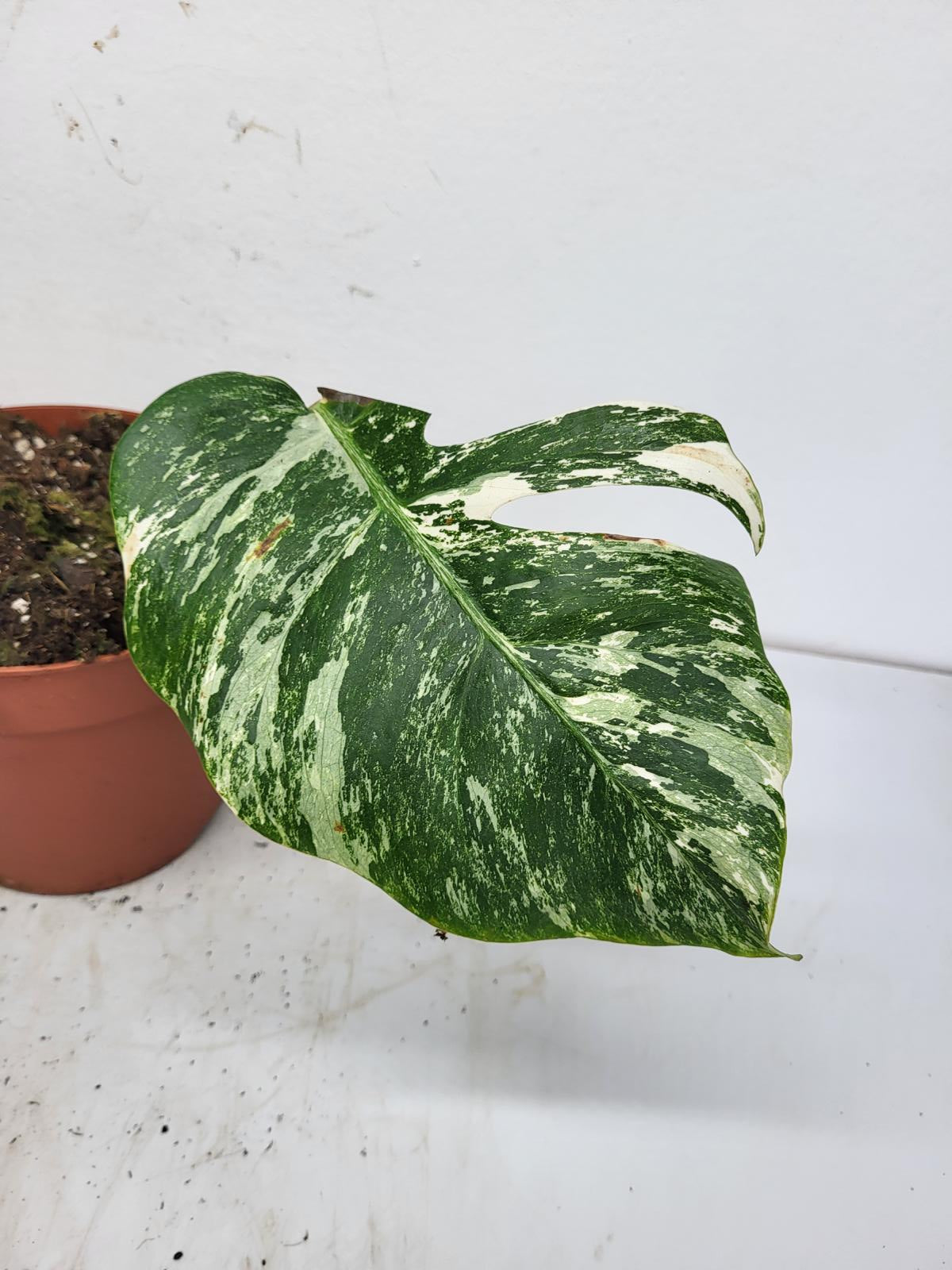 Monstera Variegata Steckling