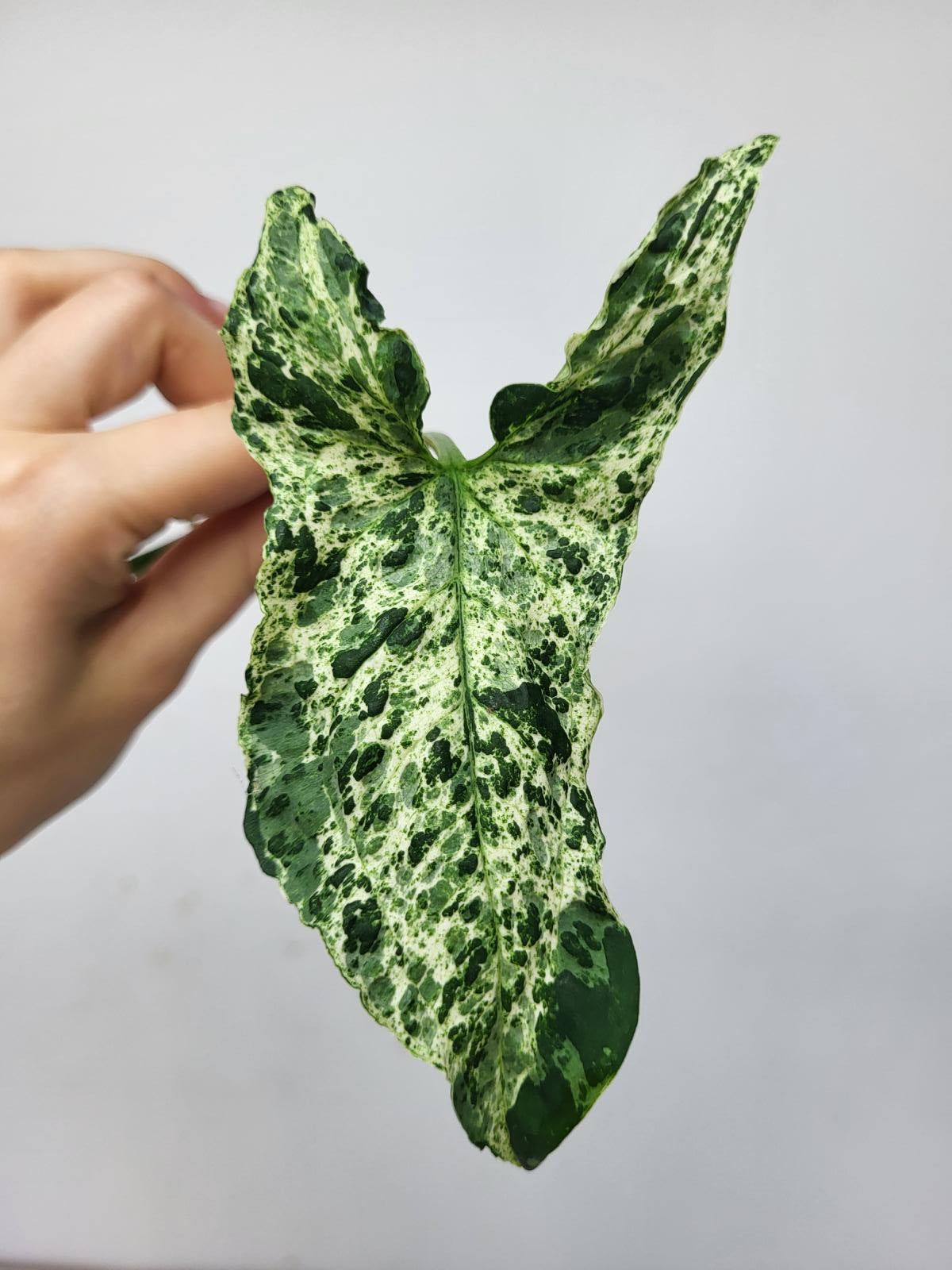 Syngonium Mottled Steckling