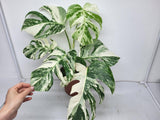 Monstera Variegata (zum aussuchen)