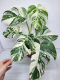 Monstera Variegata (zum aussuchen)