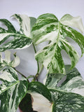 Monstera Variegata (zum aussuchen)