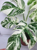 Monstera Variegata (zum aussuchen)