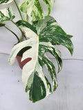 Monstera Variegata (zum aussuchen)